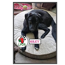 Thumbnail photo of Riley #2