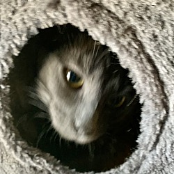 Photo of Russian Blue Jefferson