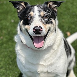 Photo of Sir Archie III