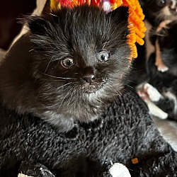 Photo of Panther ( must be adopted with Panda)