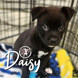 Thumbnail photo of Daisy Rushin #1
