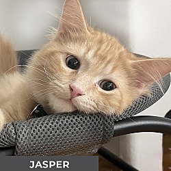 Thumbnail photo of Jasper #3