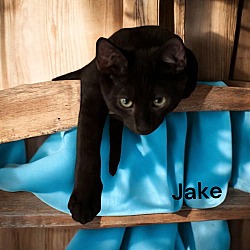 Thumbnail photo of Jake #3