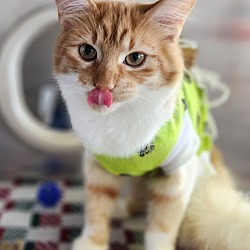 Thumbnail photo of Prada (petsmart) #2