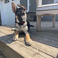 adopt a pet
