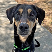 adopt a pet