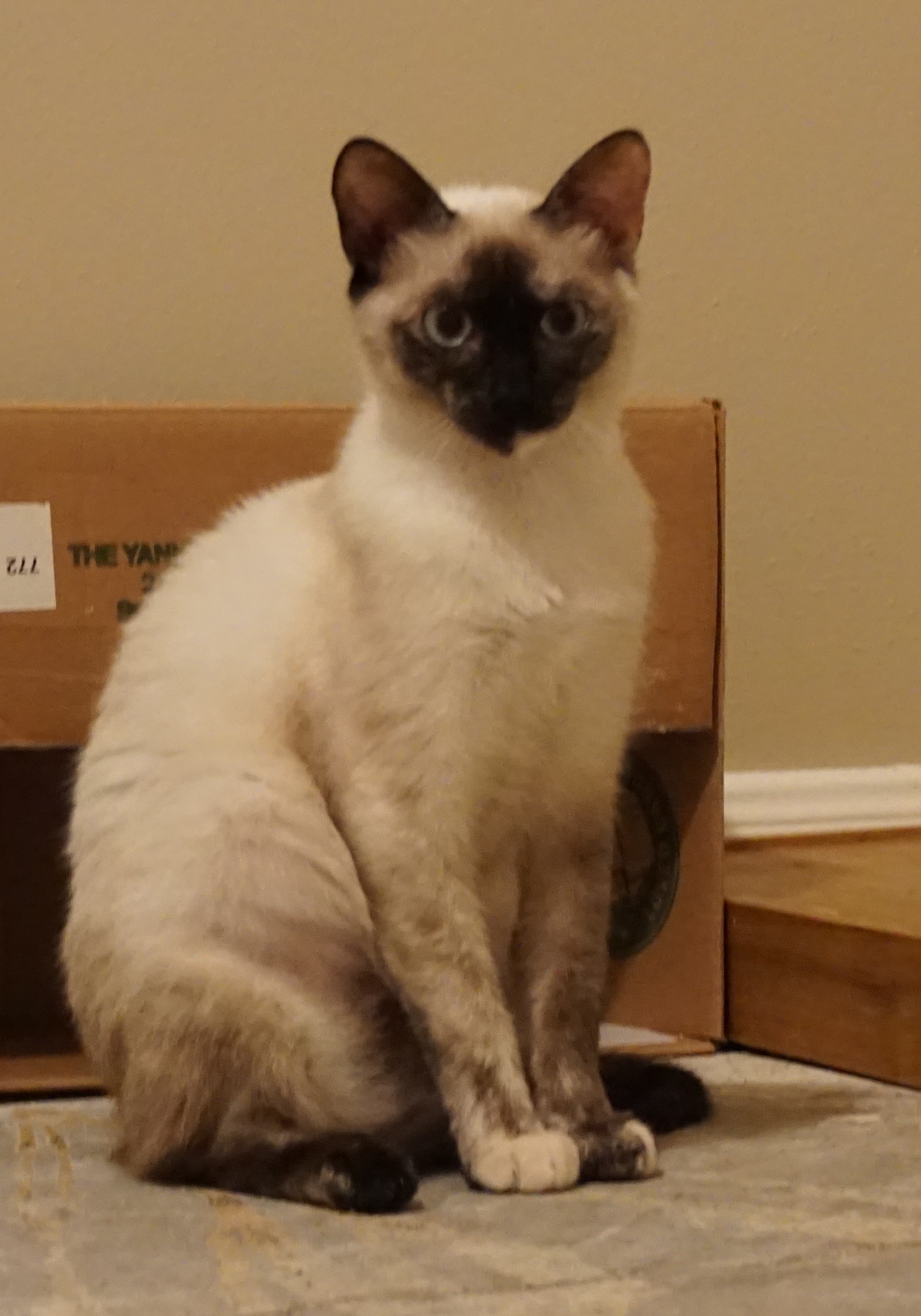 Houston, TX - Tonkinese. Meet Violet a Cat for Adoption. Houston, TX - Tonkinese. Meet Violet a Cat for Adoption.