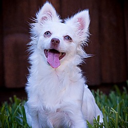 Thumbnail photo of Gidget - Puppy #2