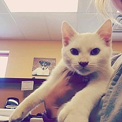 Photo of Bo the White Cat **ADOPTED**