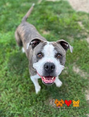Aliquippa, PA - American Pit Bull Terrier. Meet PORK a Pet for Adoption ...