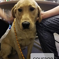 Photo of Courage