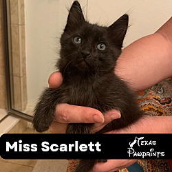 Photo of Miss Scarlet