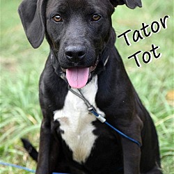 Thumbnail photo of Tater Tot #1