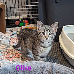 Photo of Olive