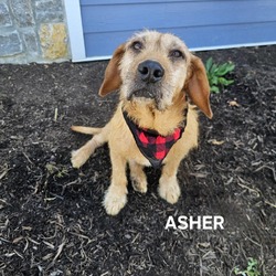 Thumbnail photo of Asher #4