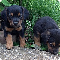 Clifton Park Ny Rottweiler Meet Rottie Hound Mix Pups A Pet For Adoption