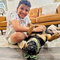 adopt a pet