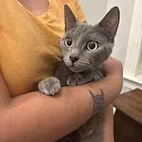 adopt a pet