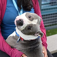adopt a pet