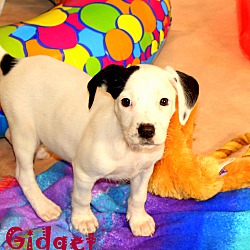 Thumbnail photo of Gidget~adopted! #2