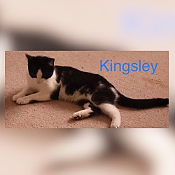 Thumbnail photo of Kingsley #4