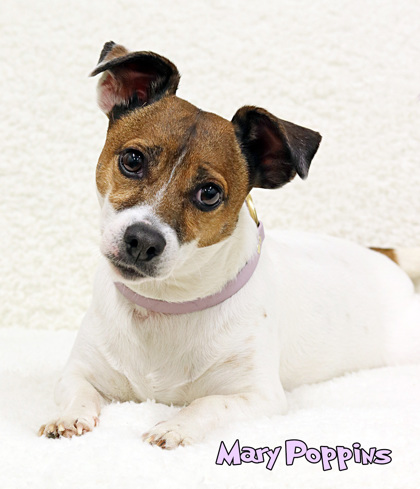 Mason, MI - Jack Russell Terrier. Meet Mary Poppins a Pet for Adoption