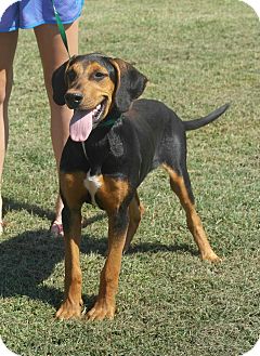 black and tan great dane