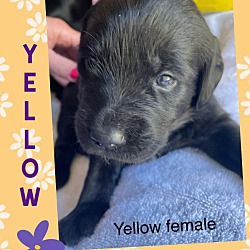 Thumbnail photo of yellow puppy #3