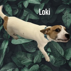 Thumbnail photo of Loki #1