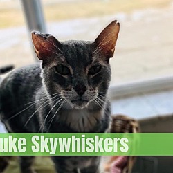 Photo of Luke Skywhisker