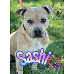 Thumbnail photo of SASHI #2