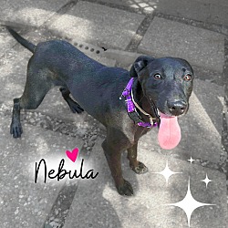 Thumbnail photo of Nebula #1