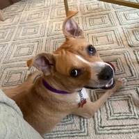 adopt a pet