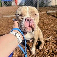 adopt a pet