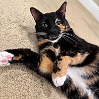 adopt a pet