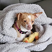 adopt a pet