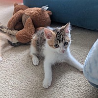 adopt-pet