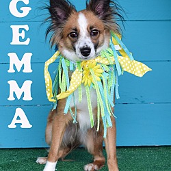 Thumbnail photo of Gemma *ADOPTION PENDING* #4