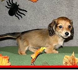 Photo of Dachshund puppy