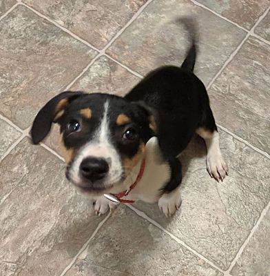 Lincoln, NE - Beagle/Scottie, Scottish Terrier. Meet VERONICA a Pet for ...