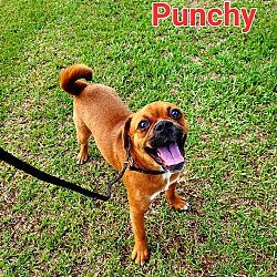Photo of Punchy