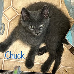 Photo of Chunk