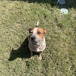 Photo of Oddy