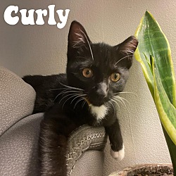 Thumbnail photo of Curly #2
