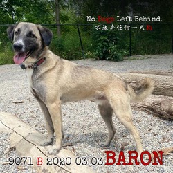 Thumbnail photo of BARON 9071 #1