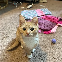 adopt a pet