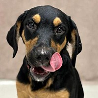 adopt a pet