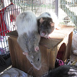 Thumbnail photo of Oh Rats!! :o) #3