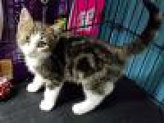 Adopt A Pet Petsmart Charities