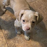 Southern Comfort Rescue